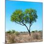 Awesome South Africa Collection Square - Green Tree Heart-Philippe Hugonnard-Mounted Photographic Print