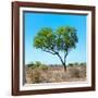 Awesome South Africa Collection Square - Green Tree Heart-Philippe Hugonnard-Framed Photographic Print