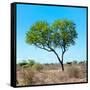 Awesome South Africa Collection Square - Green Tree Heart-Philippe Hugonnard-Framed Stretched Canvas