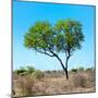 Awesome South Africa Collection Square - Green Tree Heart-Philippe Hugonnard-Mounted Premium Photographic Print