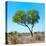 Awesome South Africa Collection Square - Green Tree Heart-Philippe Hugonnard-Stretched Canvas