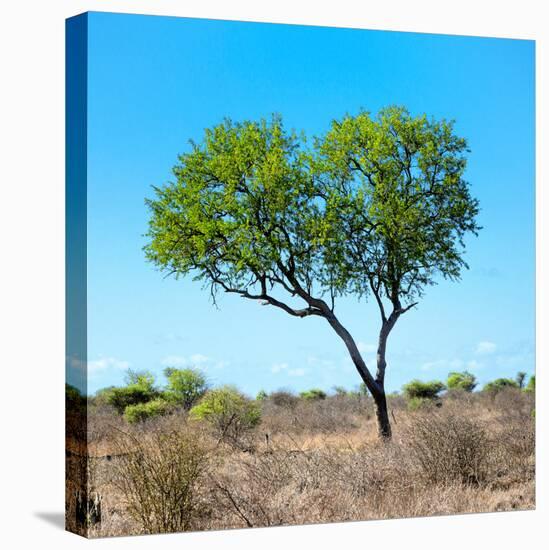 Awesome South Africa Collection Square - Green Tree Heart-Philippe Hugonnard-Stretched Canvas