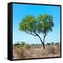Awesome South Africa Collection Square - Green Tree Heart-Philippe Hugonnard-Framed Stretched Canvas