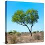 Awesome South Africa Collection Square - Green Tree Heart-Philippe Hugonnard-Stretched Canvas