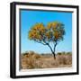 Awesome South Africa Collection Square - Green Tree Heart-Philippe Hugonnard-Framed Photographic Print