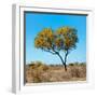 Awesome South Africa Collection Square - Green Tree Heart-Philippe Hugonnard-Framed Photographic Print