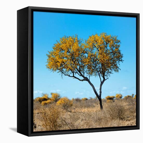 Awesome South Africa Collection Square - Green Tree Heart-Philippe Hugonnard-Framed Stretched Canvas