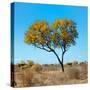 Awesome South Africa Collection Square - Green Tree Heart-Philippe Hugonnard-Stretched Canvas