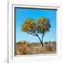 Awesome South Africa Collection Square - Green Tree Heart-Philippe Hugonnard-Framed Photographic Print
