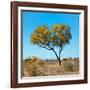 Awesome South Africa Collection Square - Green Tree Heart-Philippe Hugonnard-Framed Photographic Print