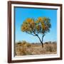 Awesome South Africa Collection Square - Green Tree Heart-Philippe Hugonnard-Framed Photographic Print