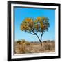 Awesome South Africa Collection Square - Green Tree Heart-Philippe Hugonnard-Framed Photographic Print