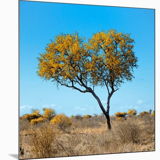 Awesome South Africa Collection Square - Green Tree Heart-Philippe Hugonnard-Mounted Photographic Print