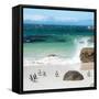 Awesome South Africa Collection Square - Group of Penguins at Boulders Beach II-Philippe Hugonnard-Framed Stretched Canvas