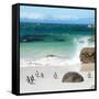 Awesome South Africa Collection Square - Group of Penguins at Boulders Beach II-Philippe Hugonnard-Framed Stretched Canvas