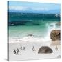 Awesome South Africa Collection Square - Group of Penguins at Boulders Beach II-Philippe Hugonnard-Stretched Canvas