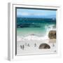 Awesome South Africa Collection Square - Group of Penguins at Boulders Beach II-Philippe Hugonnard-Framed Photographic Print