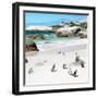 Awesome South Africa Collection Square - Group of Penguins at Boulders Beach III-Philippe Hugonnard-Framed Photographic Print