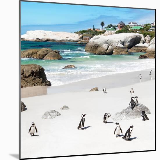 Awesome South Africa Collection Square - Group of Penguins at Boulders Beach III-Philippe Hugonnard-Mounted Photographic Print