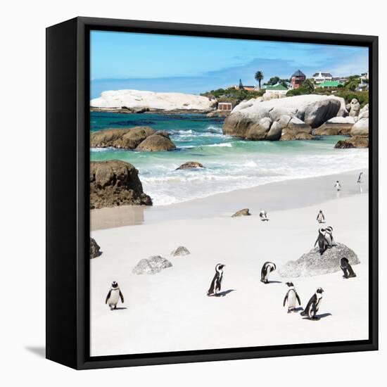 Awesome South Africa Collection Square - Group of Penguins at Boulders Beach III-Philippe Hugonnard-Framed Stretched Canvas