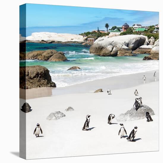Awesome South Africa Collection Square - Group of Penguins at Boulders Beach III-Philippe Hugonnard-Stretched Canvas