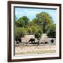 Awesome South Africa Collection Square - Herd of Buffalos-Philippe Hugonnard-Framed Photographic Print