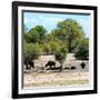 Awesome South Africa Collection Square - Herd of Buffalos-Philippe Hugonnard-Framed Photographic Print