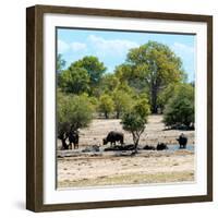 Awesome South Africa Collection Square - Herd of Buffalos-Philippe Hugonnard-Framed Photographic Print