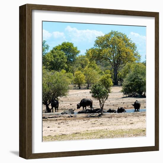 Awesome South Africa Collection Square - Herd of Buffalos-Philippe Hugonnard-Framed Photographic Print