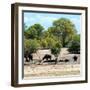 Awesome South Africa Collection Square - Herd of Buffalos-Philippe Hugonnard-Framed Photographic Print