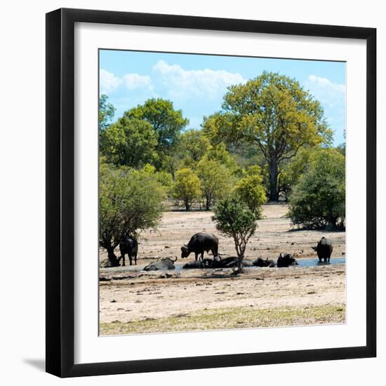 Awesome South Africa Collection Square - Herd of Buffalos-Philippe Hugonnard-Framed Photographic Print