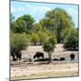 Awesome South Africa Collection Square - Herd of Buffalos-Philippe Hugonnard-Mounted Photographic Print