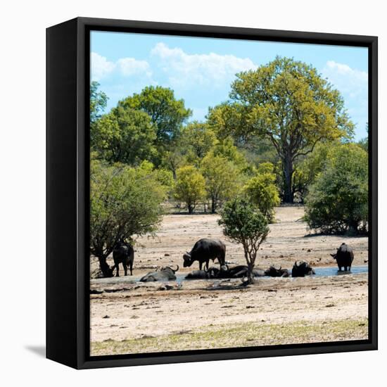 Awesome South Africa Collection Square - Herd of Buffalos-Philippe Hugonnard-Framed Stretched Canvas