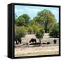 Awesome South Africa Collection Square - Herd of Buffalos-Philippe Hugonnard-Framed Stretched Canvas