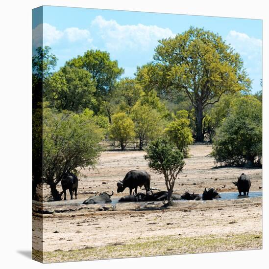 Awesome South Africa Collection Square - Herd of Buffalos-Philippe Hugonnard-Stretched Canvas