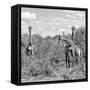 Awesome South Africa Collection Square - Herd of Giraffes B&W-Philippe Hugonnard-Framed Stretched Canvas