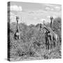 Awesome South Africa Collection Square - Herd of Giraffes B&W-Philippe Hugonnard-Stretched Canvas