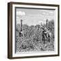 Awesome South Africa Collection Square - Herd of Giraffes B&W-Philippe Hugonnard-Framed Photographic Print