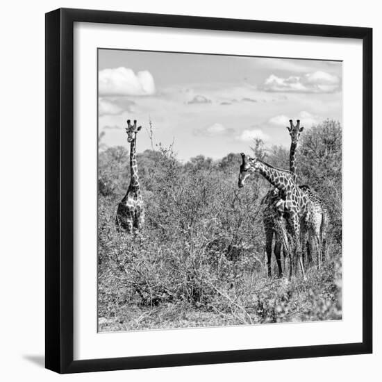 Awesome South Africa Collection Square - Herd of Giraffes B&W-Philippe Hugonnard-Framed Photographic Print