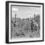 Awesome South Africa Collection Square - Herd of Giraffes B&W-Philippe Hugonnard-Framed Photographic Print