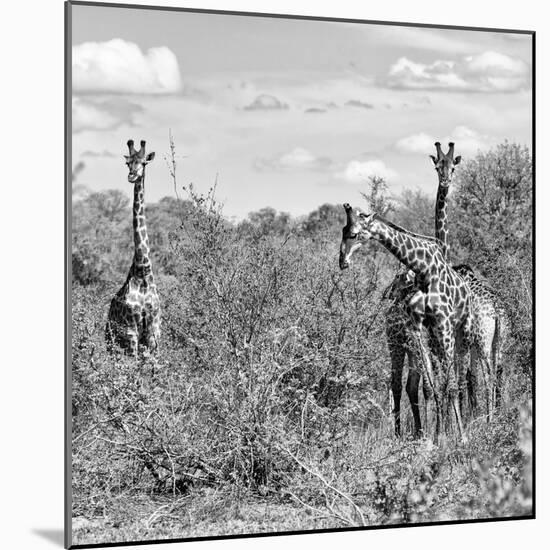 Awesome South Africa Collection Square - Herd of Giraffes B&W-Philippe Hugonnard-Mounted Photographic Print
