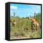 Awesome South Africa Collection Square - Herd of Giraffes-Philippe Hugonnard-Framed Stretched Canvas