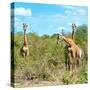 Awesome South Africa Collection Square - Herd of Giraffes-Philippe Hugonnard-Stretched Canvas