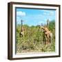 Awesome South Africa Collection Square - Herd of Giraffes-Philippe Hugonnard-Framed Photographic Print