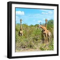 Awesome South Africa Collection Square - Herd of Giraffes-Philippe Hugonnard-Framed Photographic Print