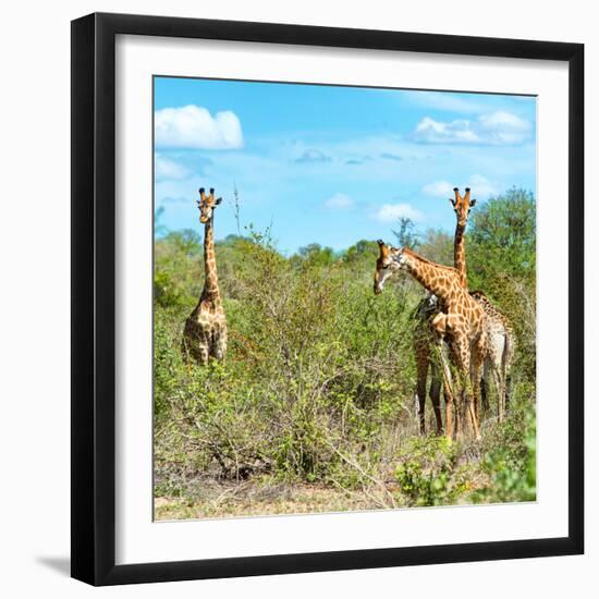 Awesome South Africa Collection Square - Herd of Giraffes-Philippe Hugonnard-Framed Photographic Print