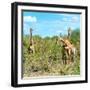 Awesome South Africa Collection Square - Herd of Giraffes-Philippe Hugonnard-Framed Photographic Print