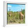 Awesome South Africa Collection Square - Herd of Giraffes-Philippe Hugonnard-Framed Photographic Print