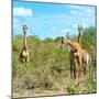 Awesome South Africa Collection Square - Herd of Giraffes-Philippe Hugonnard-Mounted Photographic Print