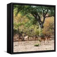 Awesome South Africa Collection Square - Herd of Impalas-Philippe Hugonnard-Framed Stretched Canvas